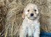 Red cockapoo puppies