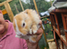 Mini lop x dutch