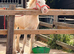 Heavy weight filly