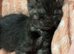 male kitten