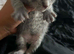 Mainecoon silver /greys