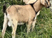 Intact male goat kid