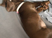 Beautiful girl dashound 6 months old