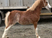 Section A filly foal
