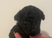 Toy cockapoo pups
