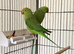 Stunning young Indian Ringnack parrot