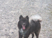 Male Pomeranian