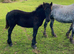 Registered dales colt make 14.2hh +