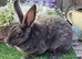 Blue self mini rex doe