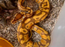 4 Healthy friendly Royal Ball Pythons