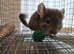 Violet male chinchilla