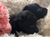 KC registered Scottish Terrier puppies