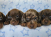 Gorgeous true mini BOYS