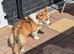 Two lovely health tested Pembrokeshire corgi girls
