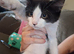 6 Beautiful Ragdoll x Maine Coon × Tuxedo Kittens Ready Now!