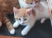 4 very beautiful, cute adorable kittens for sale