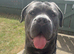 Temporary foster home needed