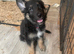 Ready now - German shepherd puppies