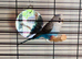 Lonely female budgie looking for a new home