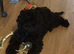 Lovely Cockapoo Puppy