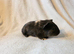 Male and female guinea pigs