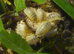 Small Colony of Snow White Isopods (Porcellio Laevis) + you will get a small amount of White Springtails with your Isopods too