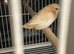 Bengalese finch