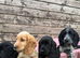 Cocker Spaniel puppies