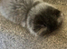 Registered pedigree Persian