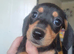 2 miniature dachshunds 1 male 1 female