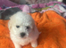 Puppies