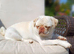 Pug girl looking for the right home
