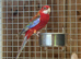 Rosella