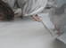 8 young Chinese painted quail