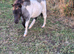 Miniature Shetland Filly