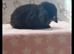Stunning purebred mini lop rabbits