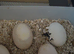 Swansea Hermann Tortoise Home