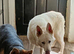 REHOME OUR HANDSOME BOY IN WALSALL