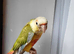 Handreared Tame Baby Cinnamon Pineapple conure