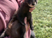 Black EU hob ferret for sale