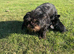 Red Rough Brussels Griffon KC registered