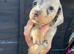 Dashhound puppys