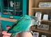 Baby hand reared conures for sale