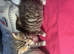 Molly's kittens ( Half ragdoll ) in Bridgend