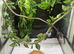6 red eye tree frogs and enclosure