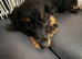 Cavapoo x dachshund 15 weeks old