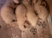 Ragdoll kittens