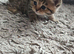 Beautiful British kittens