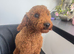 ️Deep Red Toy Poodle