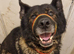 German Shepherd Wolf dog